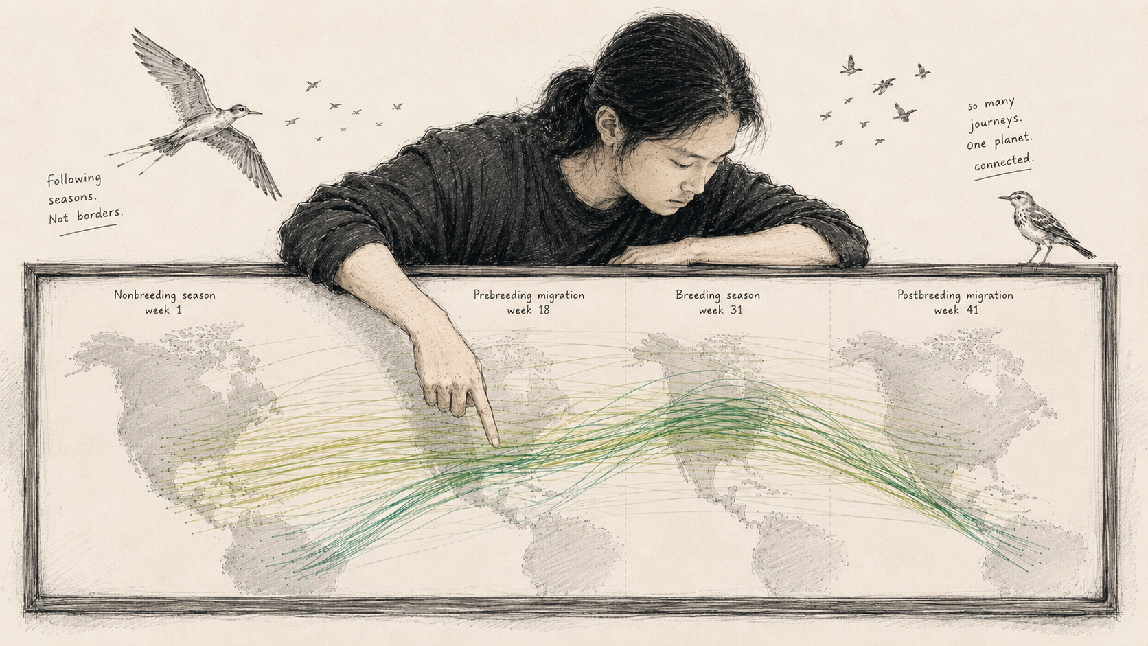 Sketch of Yangkang Chen tracing bird migration routes across a world map