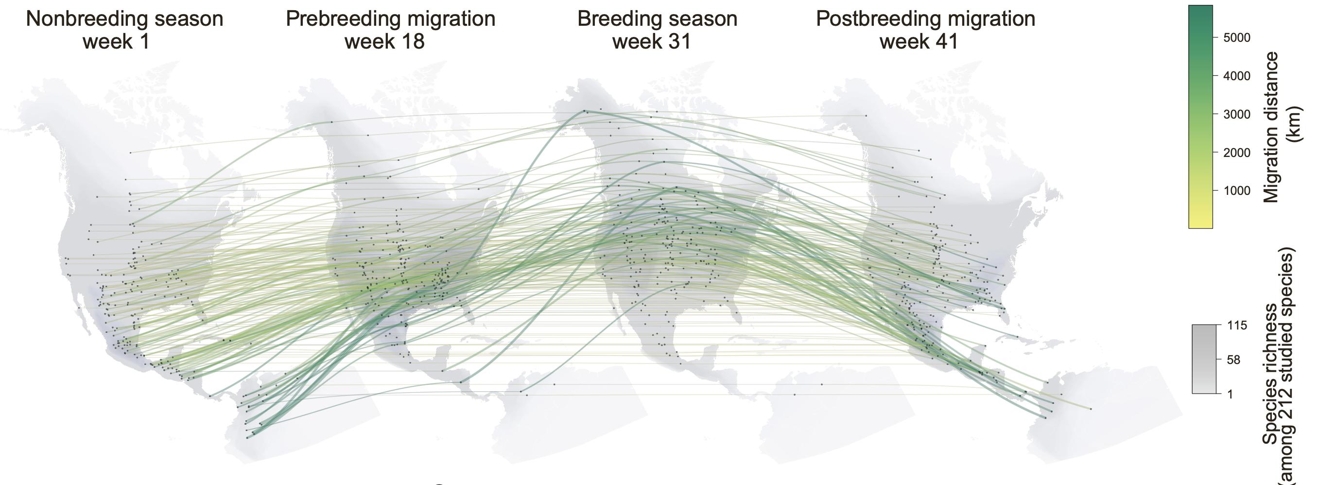 Continental-scale bird migration traffic across seasonal weeks