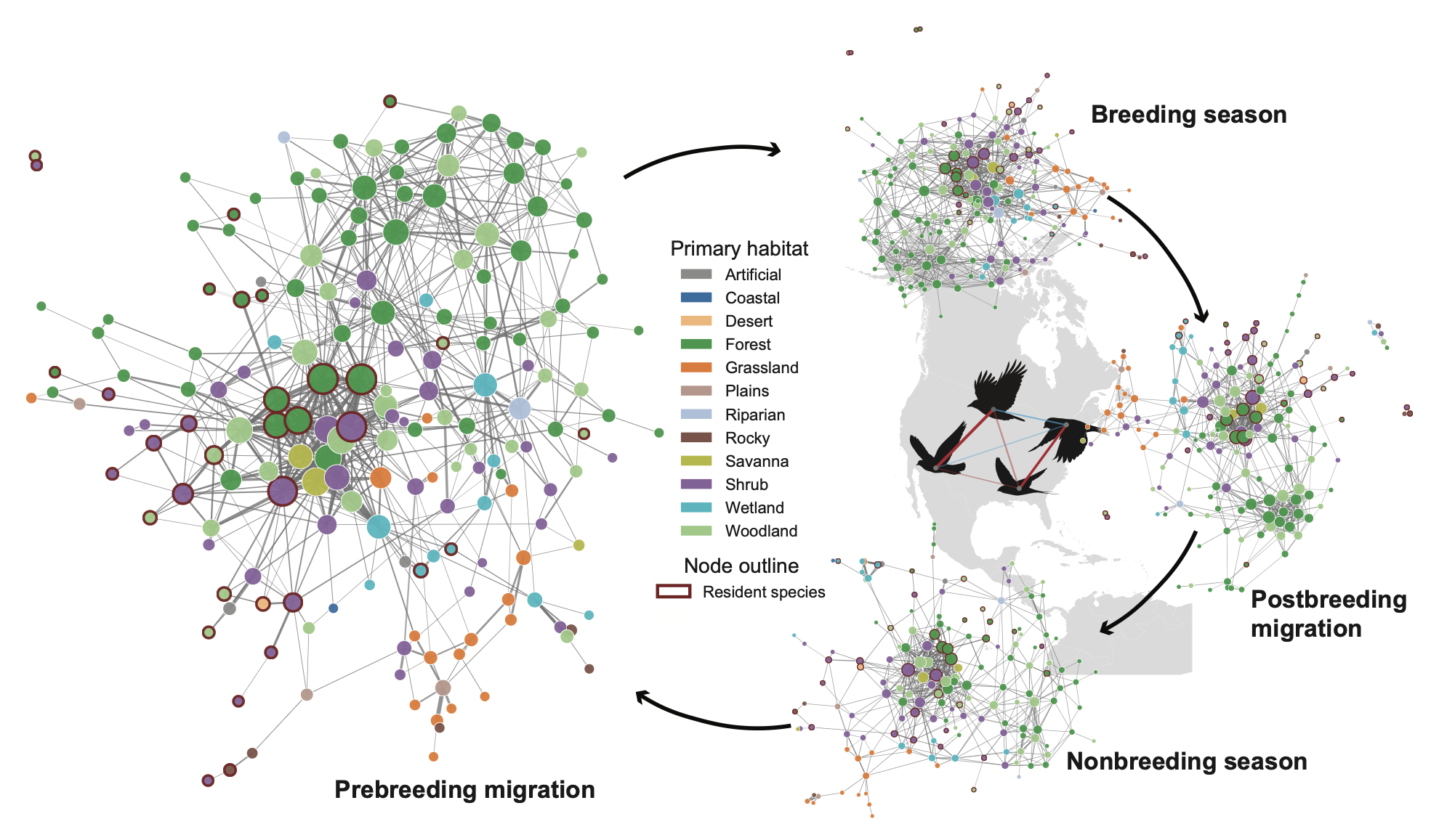 Seasonal bird community network across the annual cycle