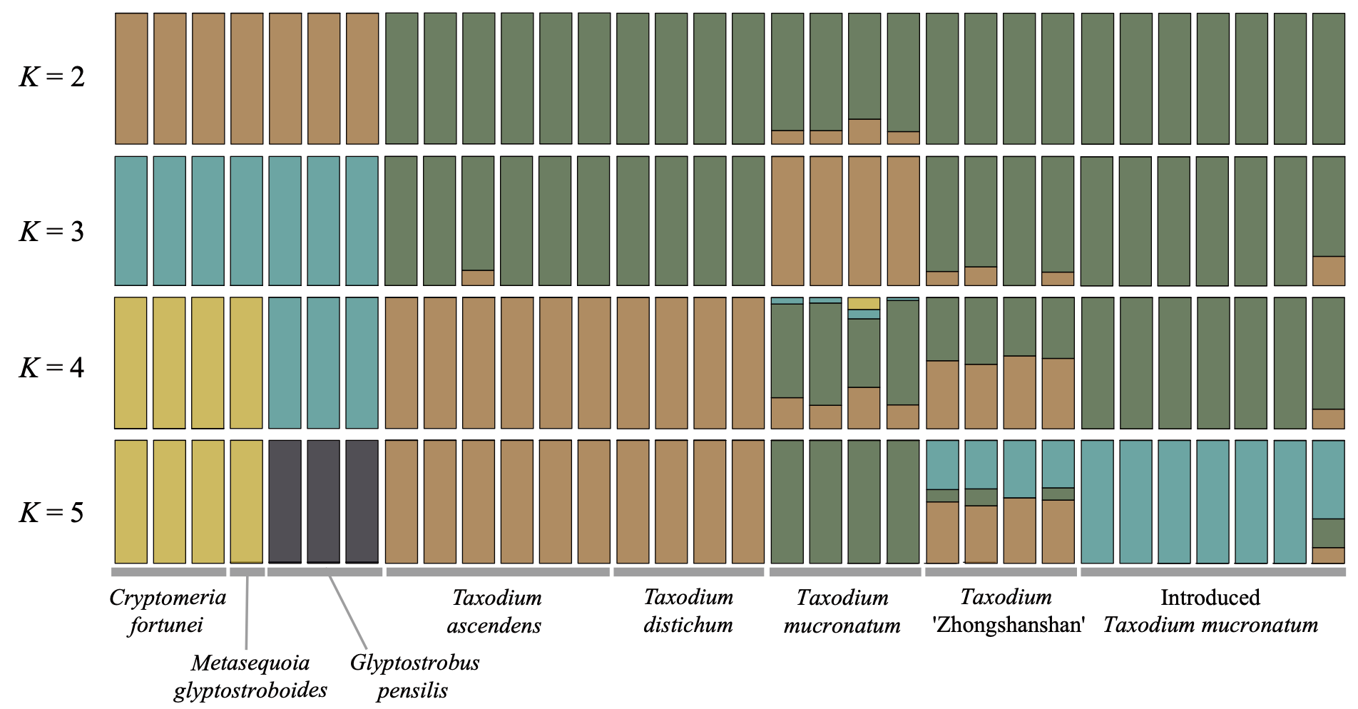 Taxodium genomic breed composition across ancestry clusters