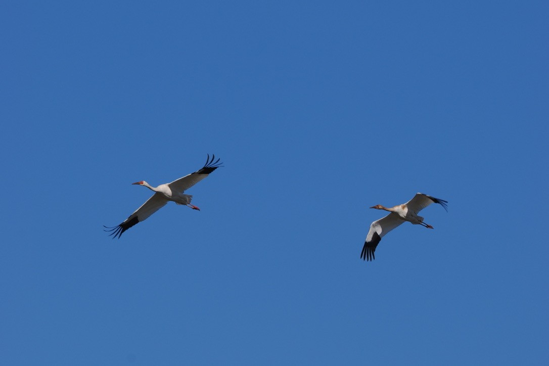 Birds photograph