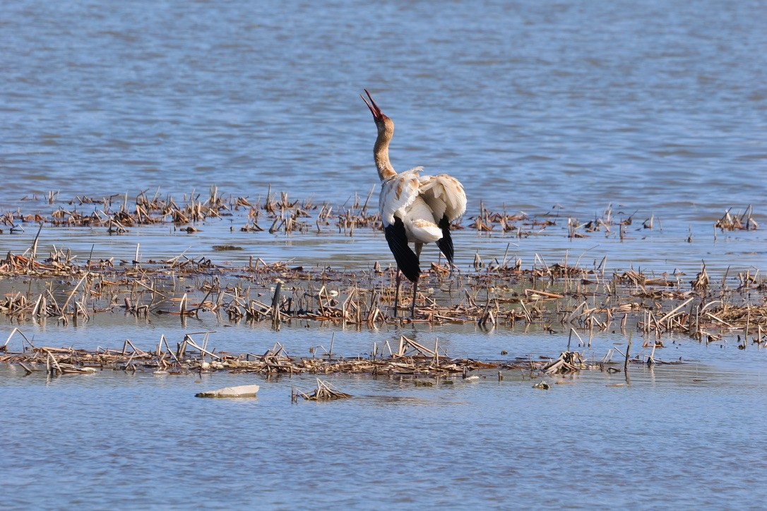 Birds photograph