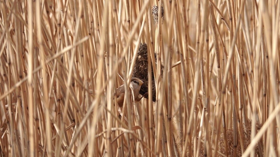 Birds photograph