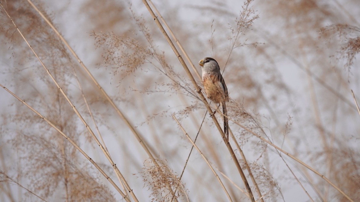 Birds photograph