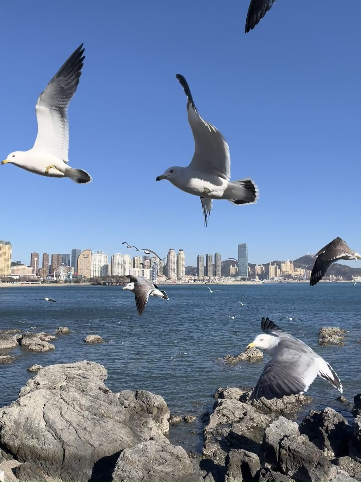 Birds photograph