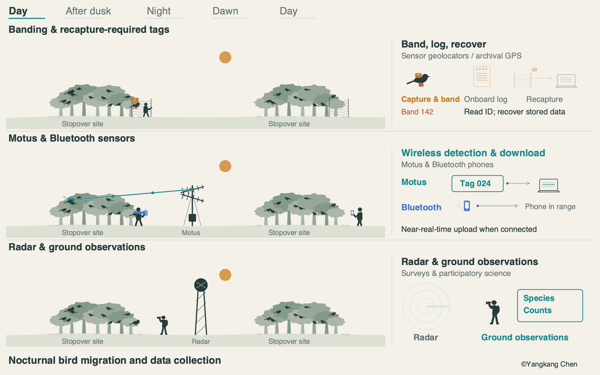 Animated diagram of nocturnal bird migration and data collection using banding, tracking tags, Motus and Bluetooth sensors, radar, and ground observations.